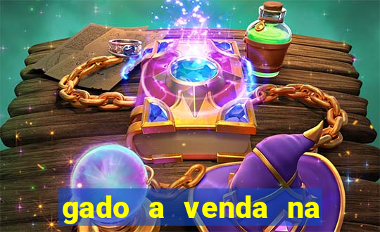 gado a venda na bahia olx