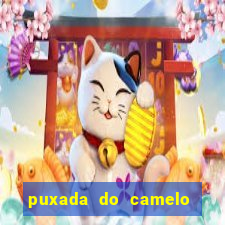 puxada do camelo jogo do bicho